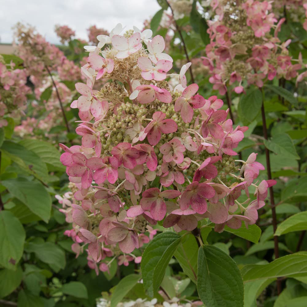 Thompson and Morgan Hydrangea Paniculata Pink Diamond Plant Pot 9cm Image 1