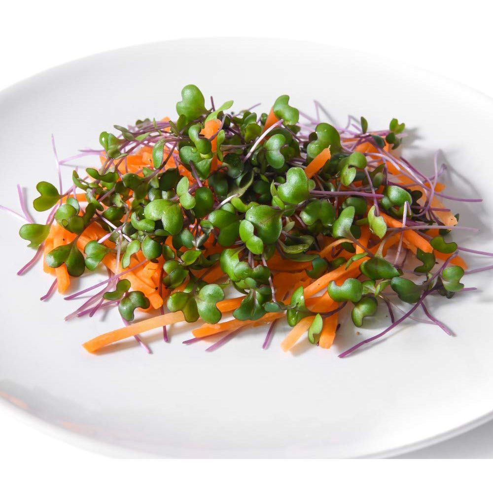 Thompson and Morgan Microgreens Cabbage Red Seeds Image 2