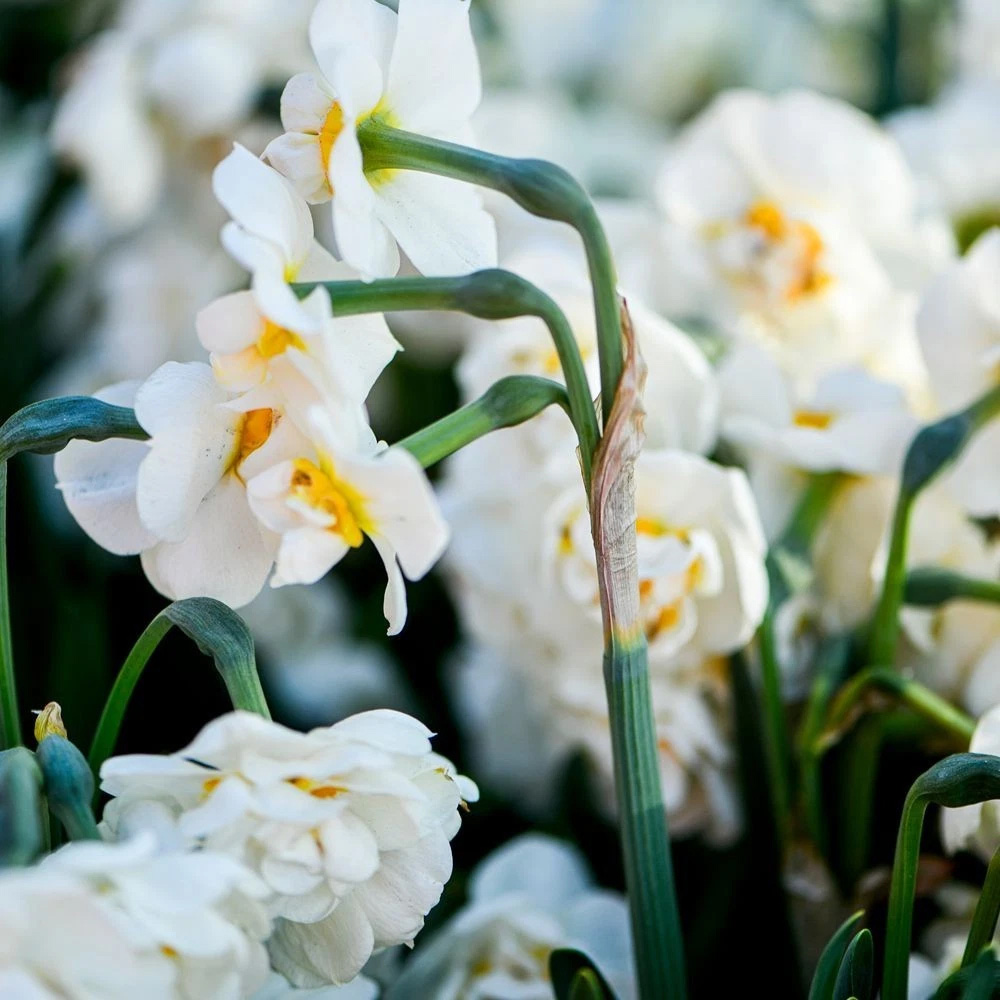 Thompson and Morgan Daffodil Bridal Crown Creamy White and Yellow Planting Bulb 8 Pack Image 4