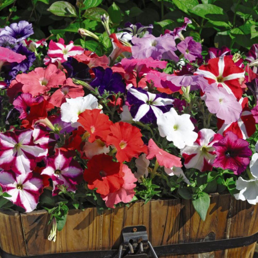 Thompson and Morgan Container Collection Garden Ready Plant 60 Pack Image 2