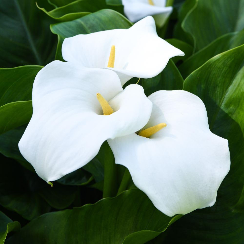 Thompson and Morgan Zantedeschia Aethiopica Planting Bulb 2 Pack Image 1