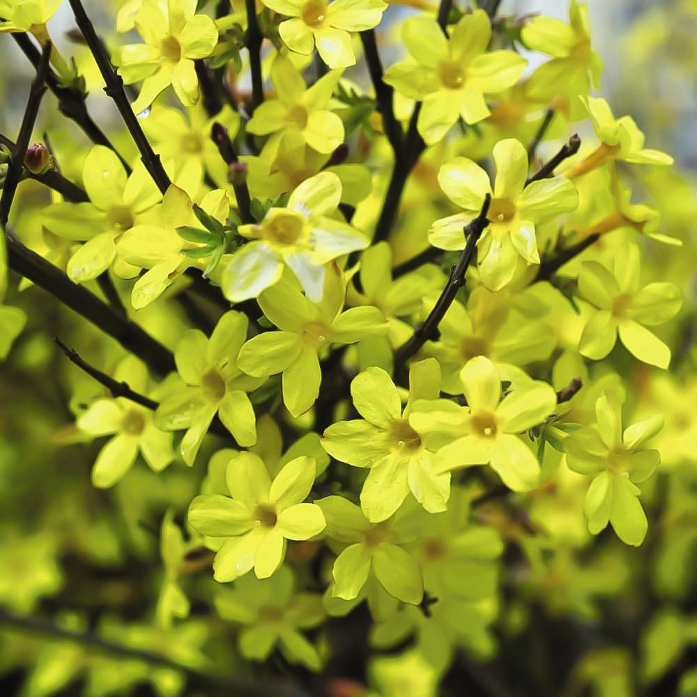 Thompson and Morgan Jasmine Nudiflorum Plant Pot 3L Image 1