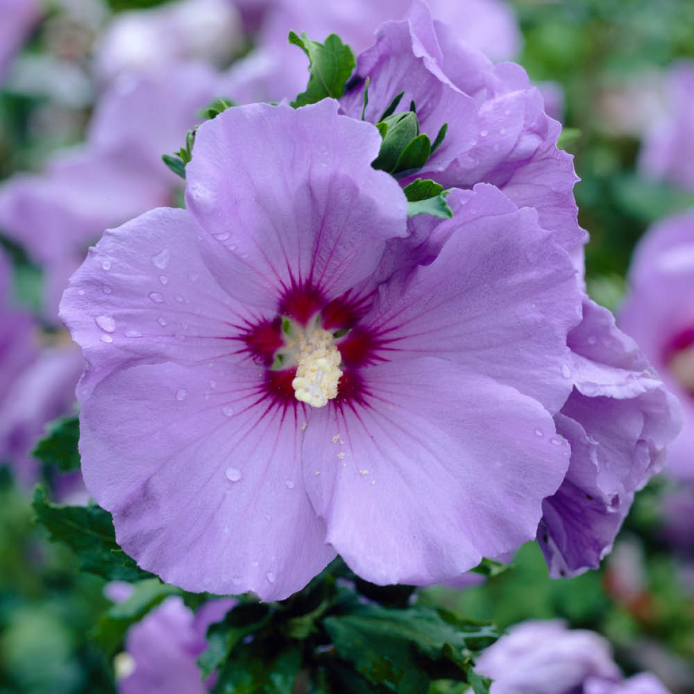 YouGarden Hibiscus Mini Standard Marina Plant Pot 15cm 2 Pack Image 1