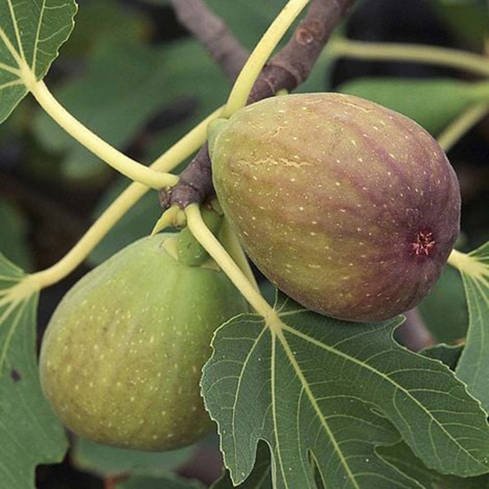Thompson and Morgan Fig Brunswick Bush Plant Pot 2.5 to 3L Image 1
