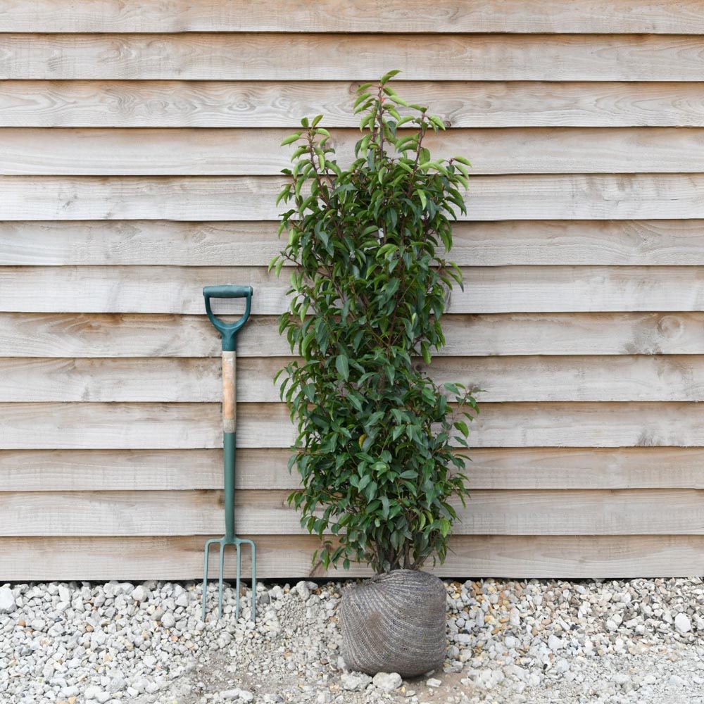 Thompson and Morgan Prunus lusitanica Angustifolia 100 - 125 Rootball Plant Image 3