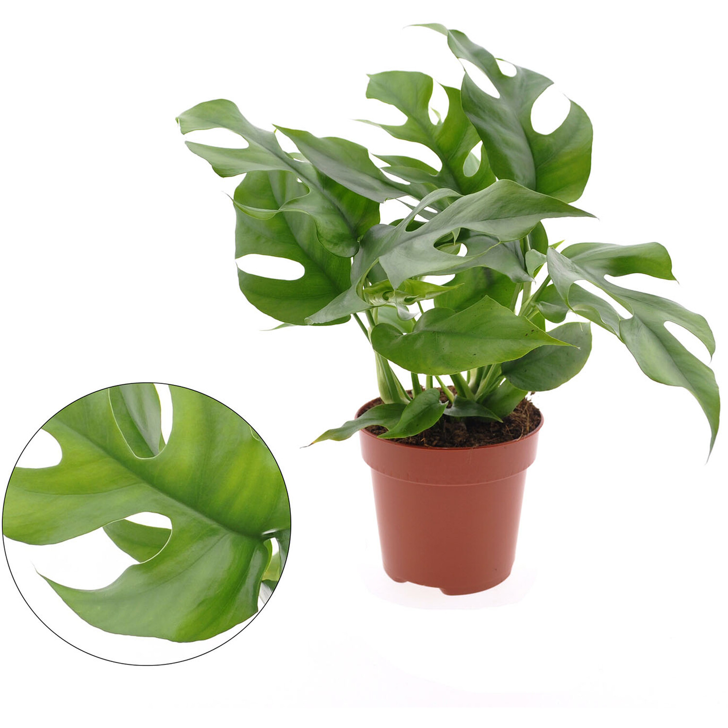 Monstera Minima 12cm - Green Image