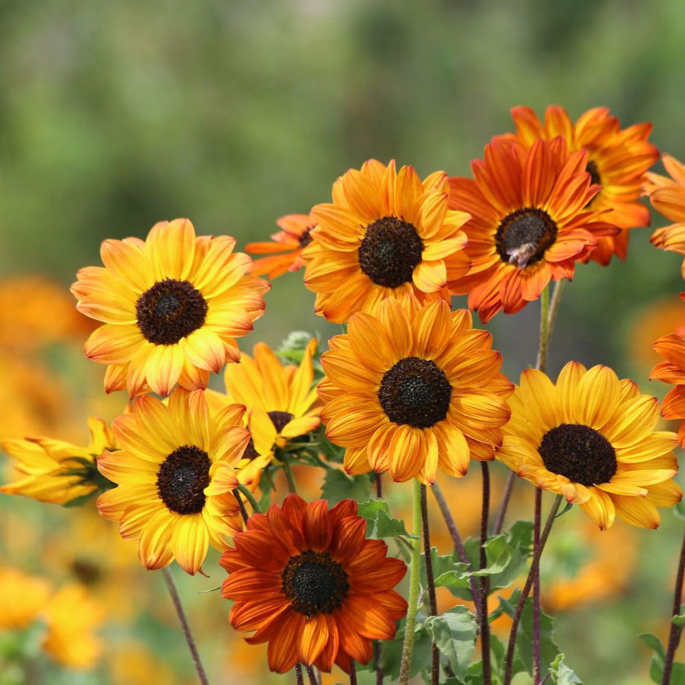 Thompson and Morgan Sunflower Helianthus Debilis Soluna Bronze Seed Packet Image 2