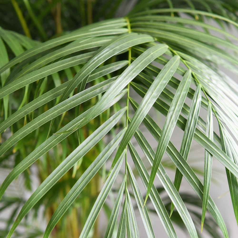 Thompson and Morgan Areca Dypsis Golden Cane Palm Plant Pot 12cm 4 Pack Image 3
