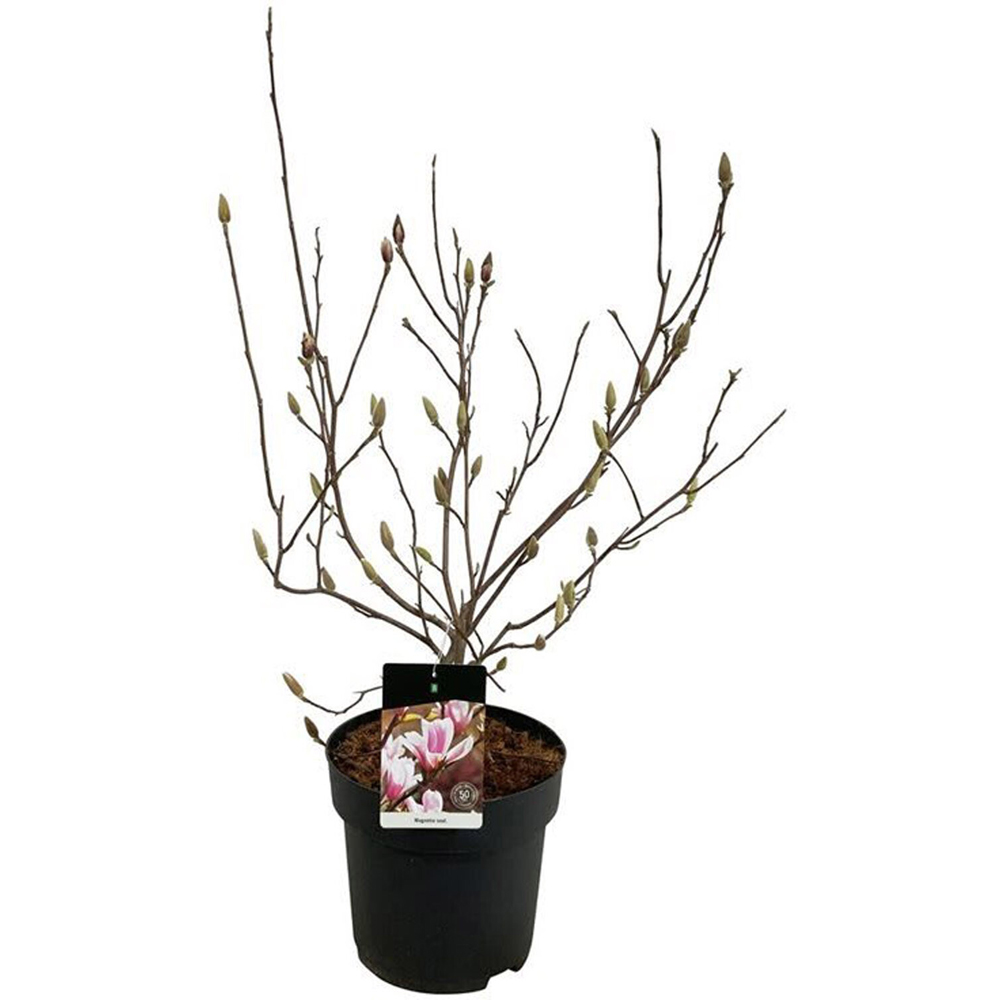 Magnolia Mix Flowering Plant Image 3