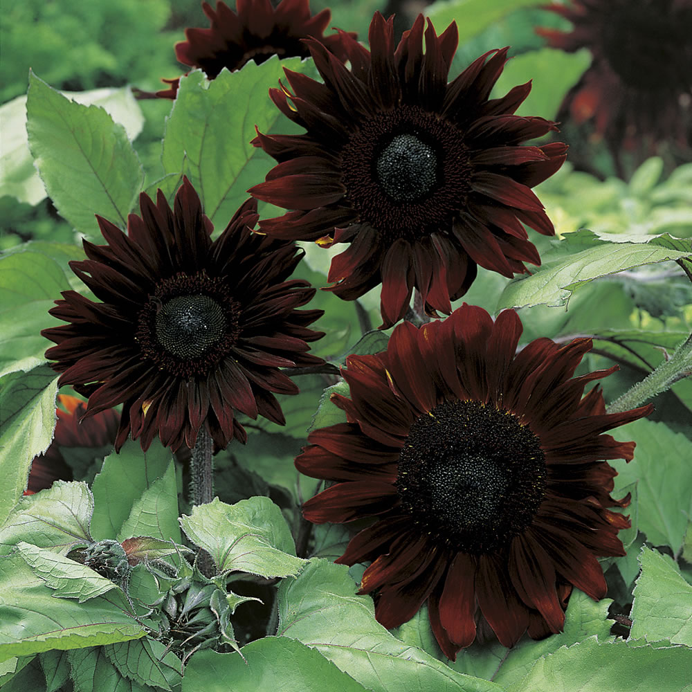 Johnsons Sunflower Black Magic Flower Seeds Image 1