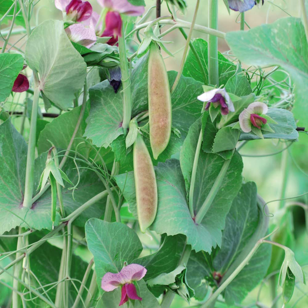 Thompson and Morgan Pea Spring Blush Mangetout and Sugar Snap Multi-Sown Plant 15 Cell Tray Image 1