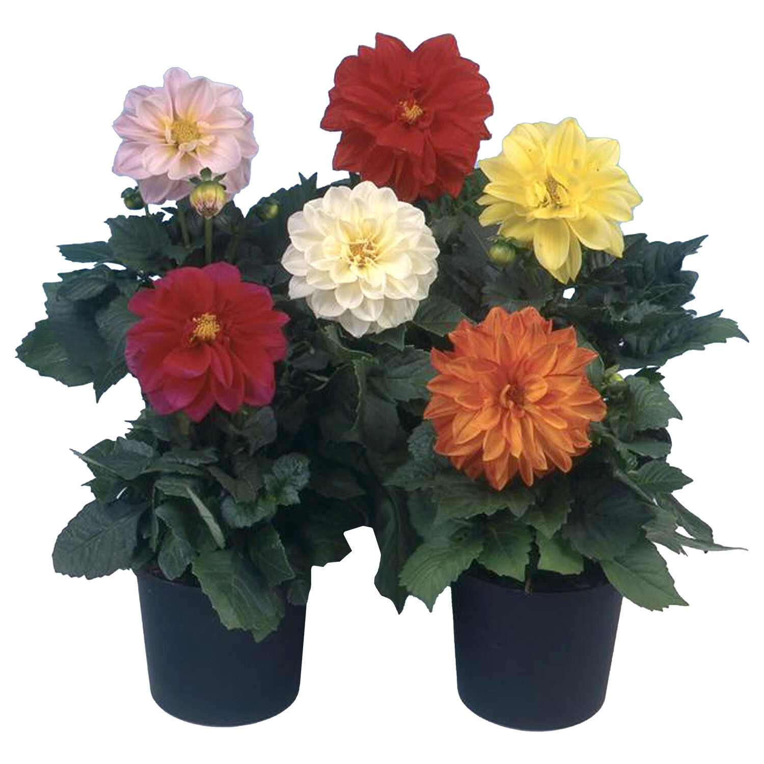 Dahlia Mix Bedding 10.5cm - Multicolour Image