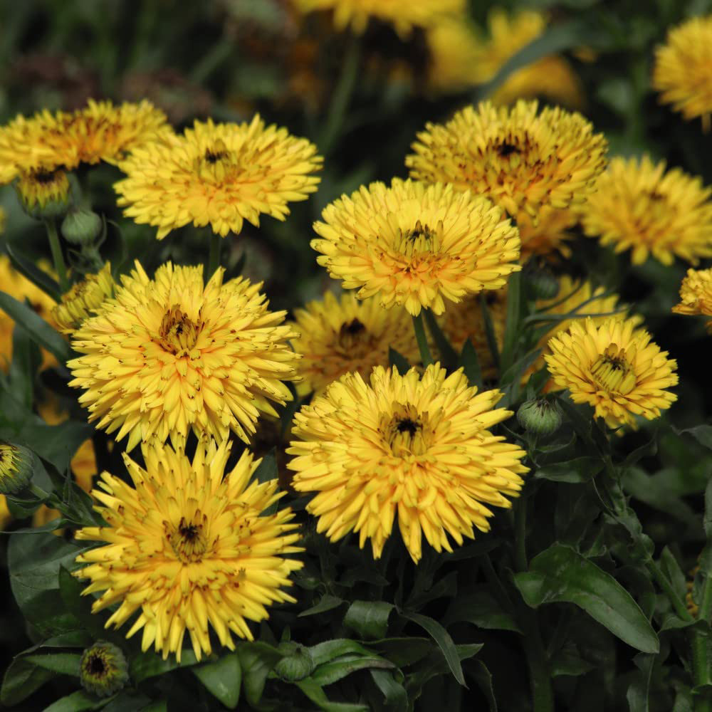 Thompson & Morgan Calendula Officinalis Calexis Yellow Seed Packet Image 2