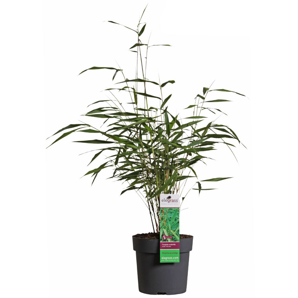 Thompson and Morgan Fargesia Asian Wonder Umbrella Bamboo Plant Pot 14cm 3 Pack Image 5