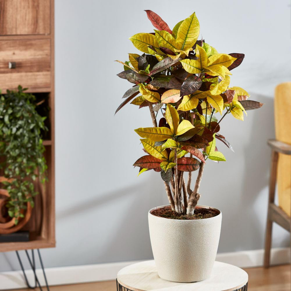 Thompson and Morgan Codiaeum Variegatum Var. Pictum Mrs Iceton Plant Pot 21cm 2 Pack Image 4