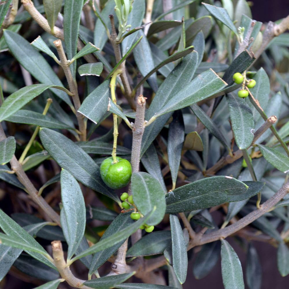 Thompson and Morgan Olea Olive Europaea Standard 80-90cm Stem Plant Pot 18cm Image 1