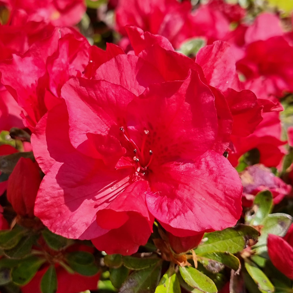 YouGarden Azalea Encore Collection Plant Pot 8cm 3 Pack Image 1