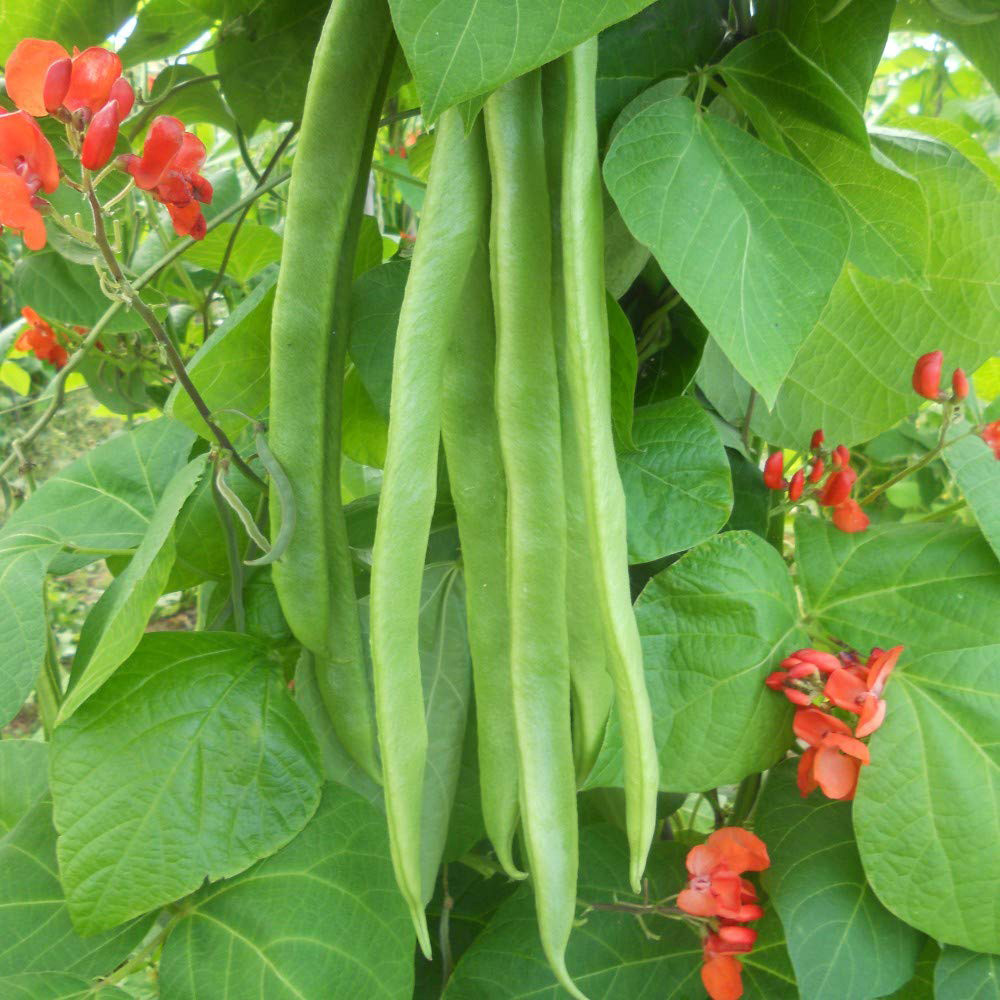 Thompson & Morgan Runner Bean Benchmaster Seed Packet Image 2