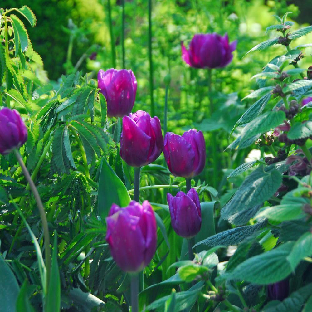 Thompson and Morgan Tulip Purple Flag Planting Bulb 8 Pack Image 3