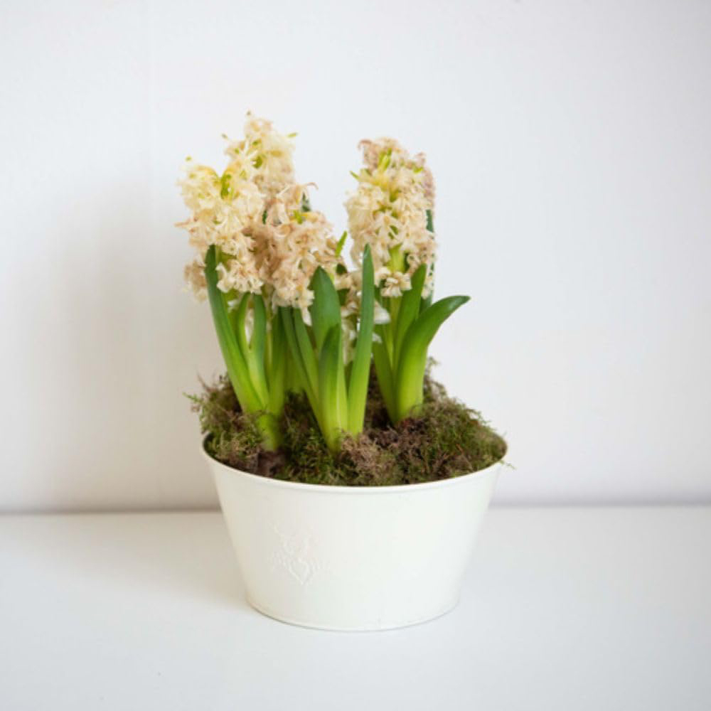 Thompson and Morgan Christmas Gift Hyacinth White Pearl 5 Planting Bulb in Pot Image 2