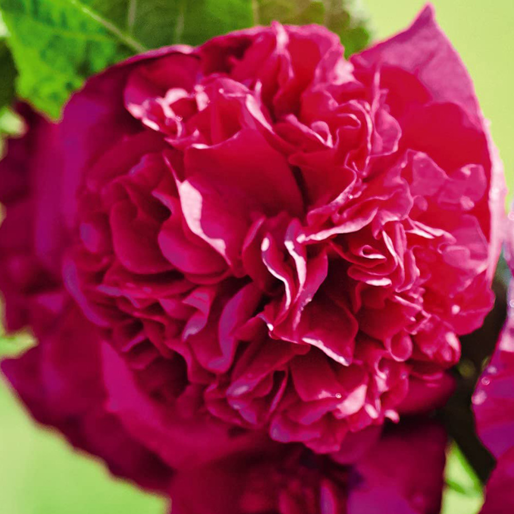 Thompson and Morgan Hollyhock Chaters Double Garden Ready Plant 15 Pack Image 4