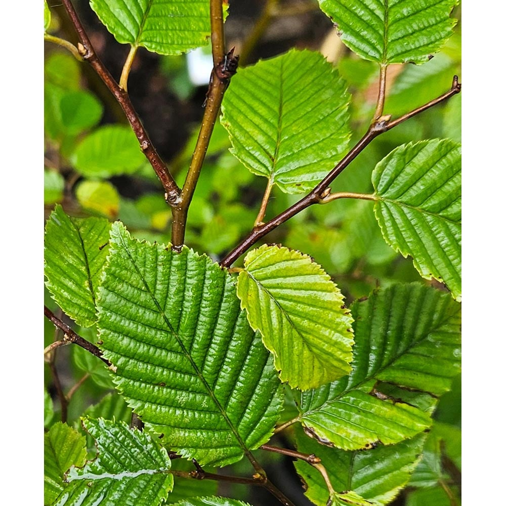 Inspirational Gifting Hornbeam Semi-Evergreen Bare Root Hedge Plant Sapling 3ft 5 Pack Image 2