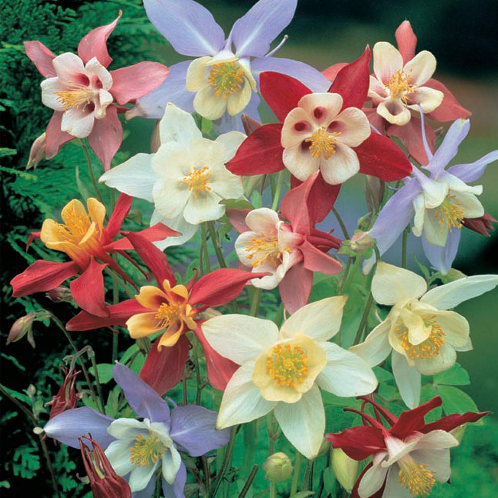 Thompson and Morgan Aquilegia Mrs Scott Elliott Plant Plug 12 Pack Image 1