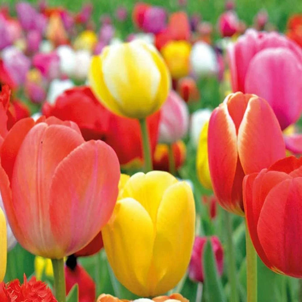 Thompson and Morgan Tulip Majestic Mixed Planting Bulb 40 Pack Image 3