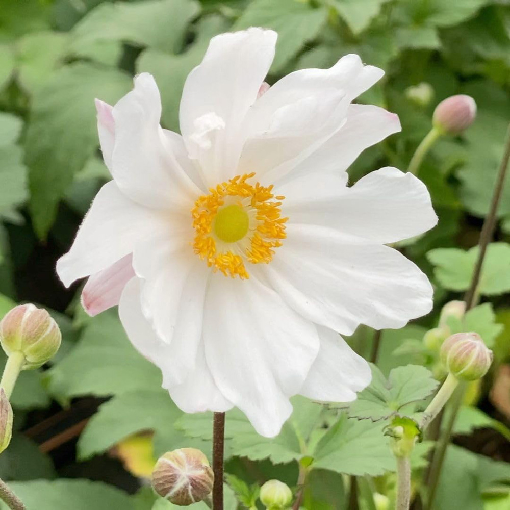 Thompson and Morgan Anemone Hupehensis Snow Angel Plant Pot 2L Image