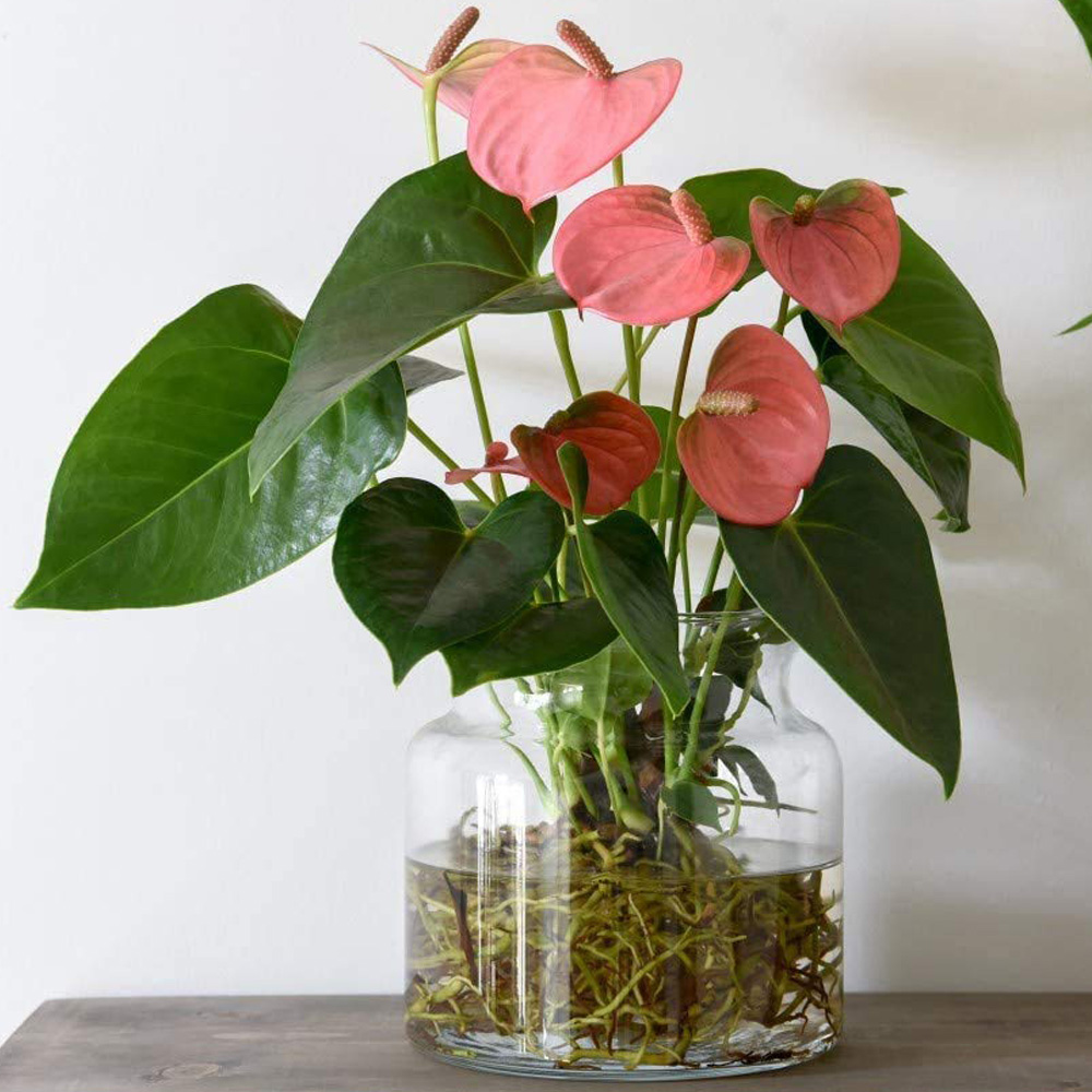 Thompson and Morgan Anthurium Aqua Pink Plant in Sierglass Vase 12cm Image 1