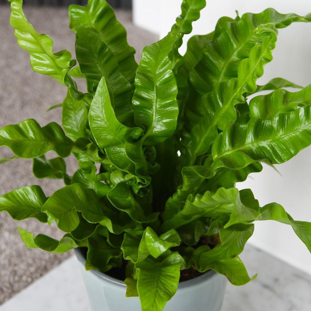 Thompson and Morgan Asplenium Nidus Crispy Wave Plant Pot 12cm 2 Pack Image 3