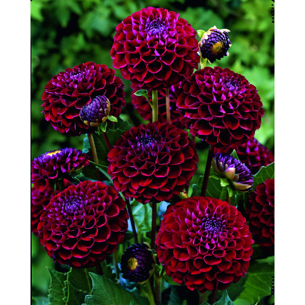 Wilko Spring Bulbs Dahlia Natal 1pk Wilko