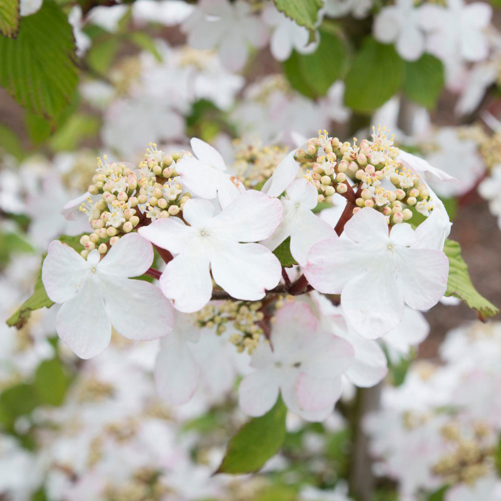 Thompson and Morgan Viburnum Kilimanjaro Sunrise Plant Pot 3L Image 1