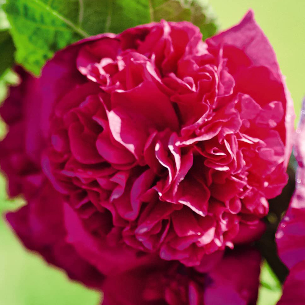 Thompson and Morgan Hollyhock Chaters Double Garden Ready Plant 30 Pack Image 4