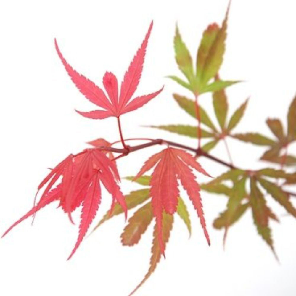 Thompson and Morgan Acer Palmatum Plant Shaina Plant Pot 3L 3 Pack Image 3