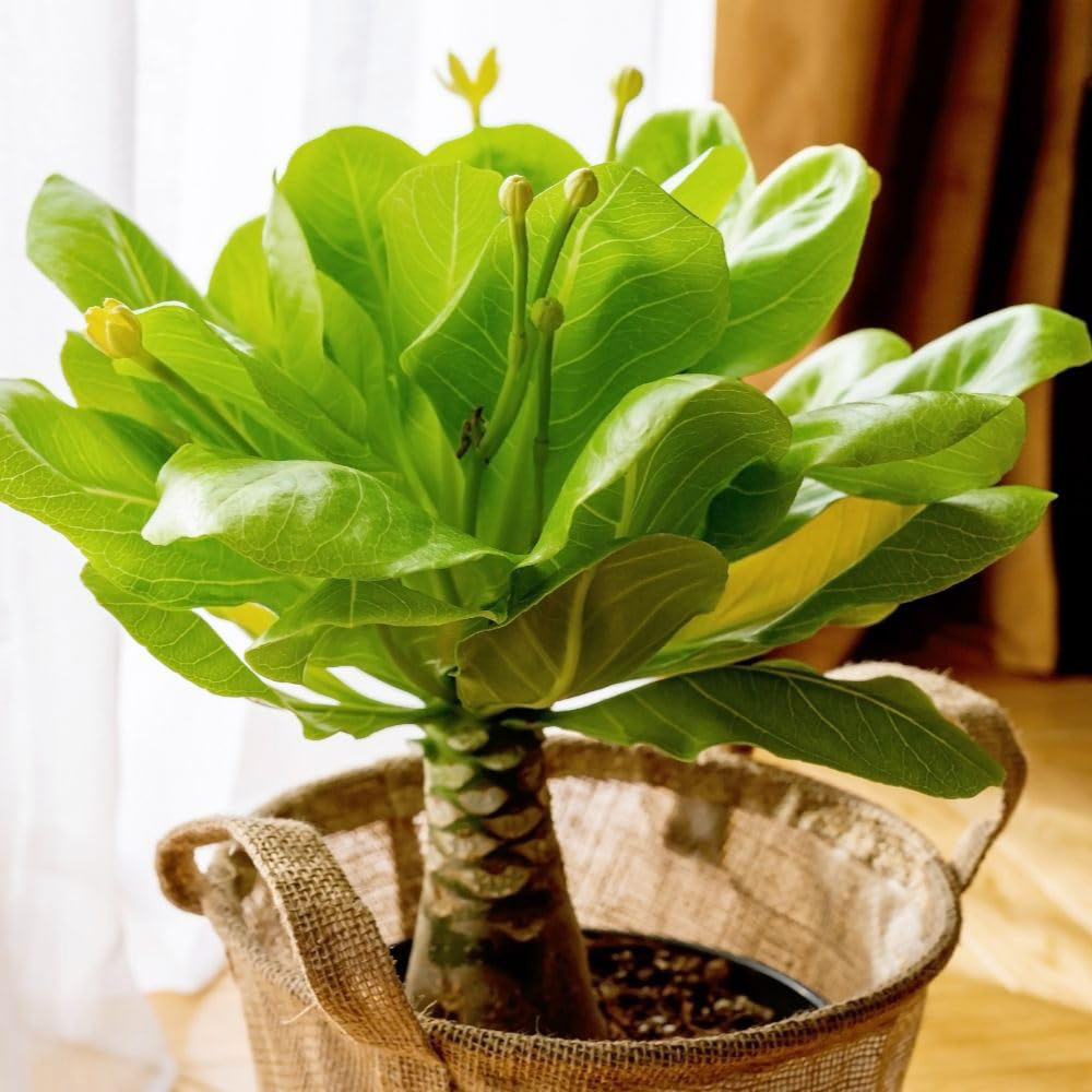 Thompson & Morgan Brighamia Insignis Hawaiian Palm Plant 12cm 2 Pack Image 1