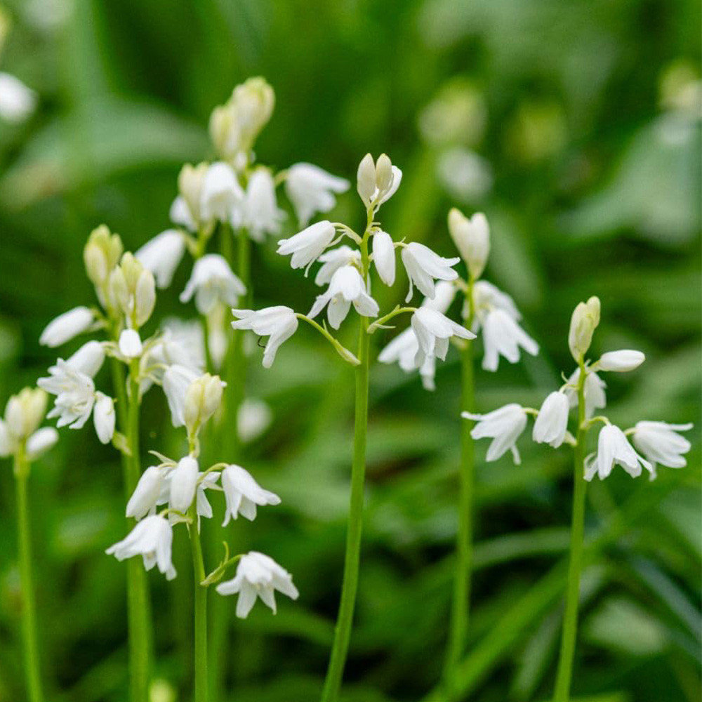 Thompson and Morgan Hyacinthoides Non-Scripta Alba Bulbs 10 Pack Image 1