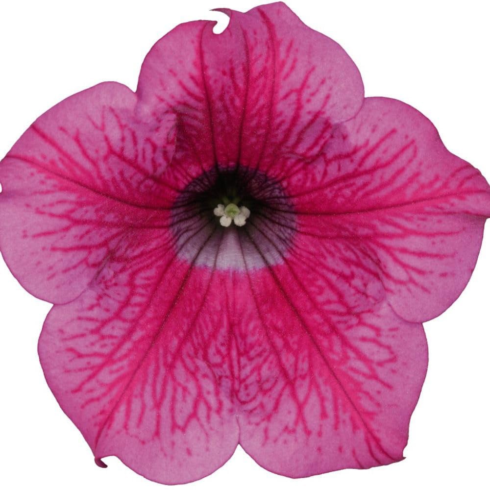 Thompson and Morgan Petunia Hot Pink Trailing Surfinia Postiplug Plant 5 Pack Image 4
