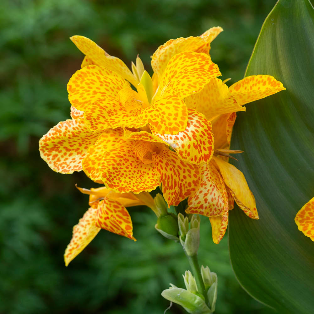 YouGarden Canna Cannova Orchid Plant Pot 9cm Image 3