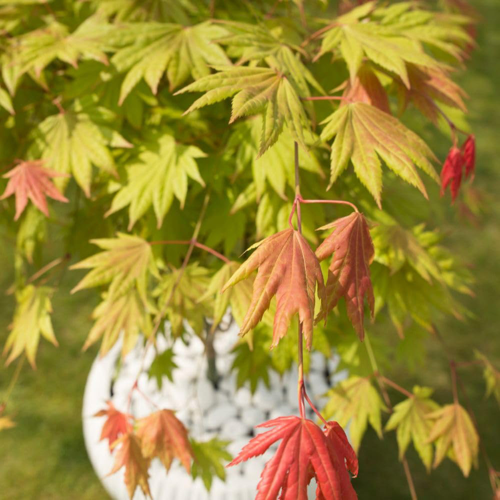 Thompson and Morgan Acer Shirasawanum Moonrise Plant Pot 6.5L Image 1