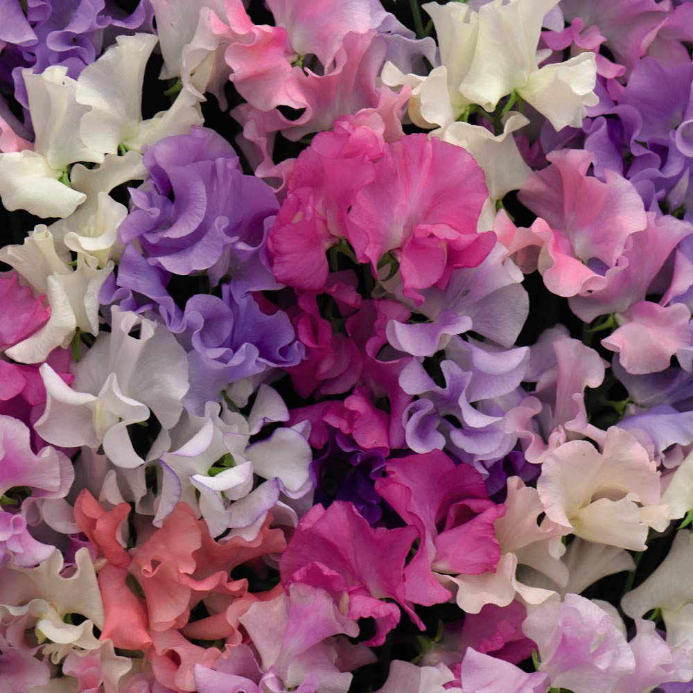 Thompson and Morgan Sweet Pea Lathyrus Sweet Dreams Deep Rooted Mixed Plant Plug 6 Pack Image 1