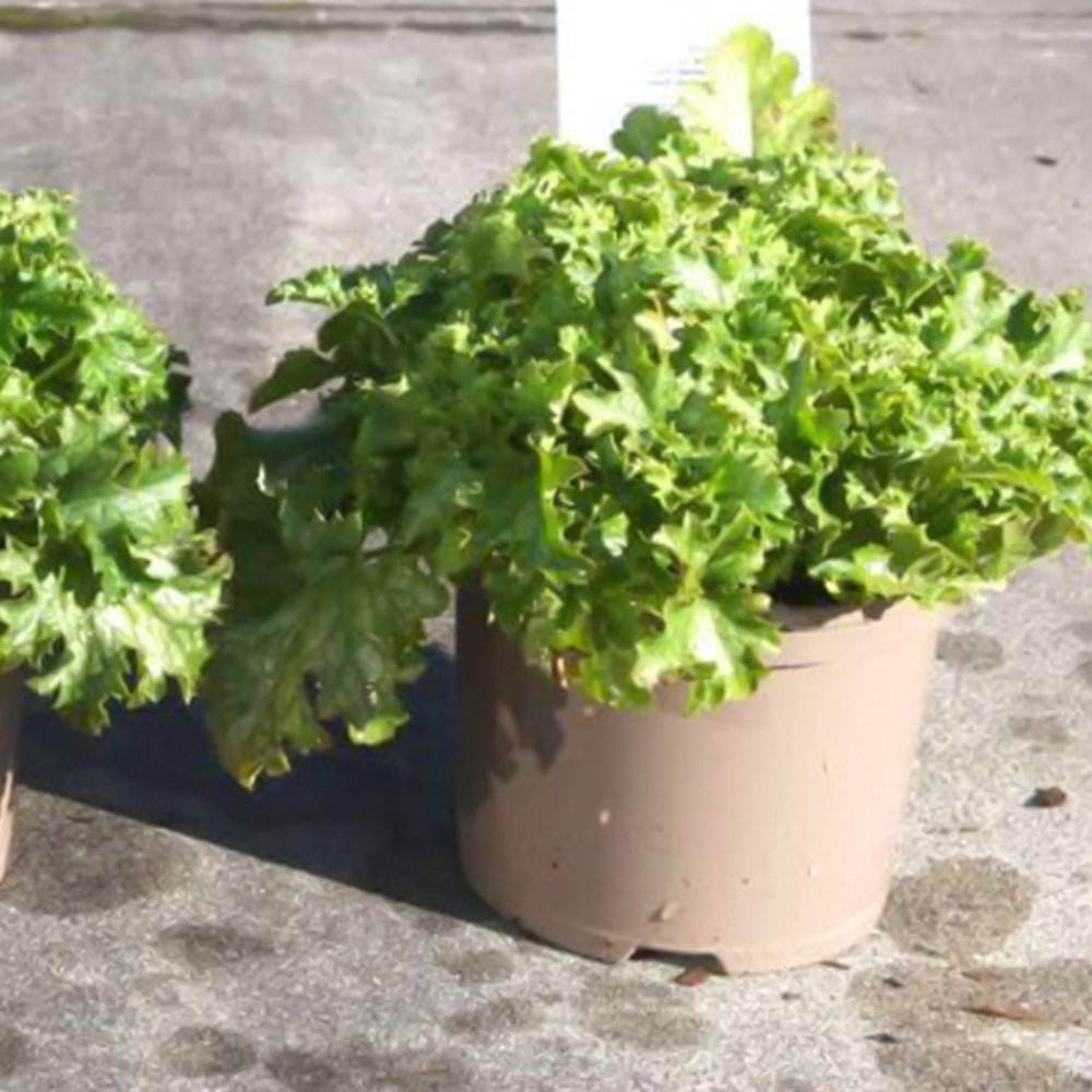 Thompson & Morgan Heuchera Apple Crisp Plant Pot 2L Image 1