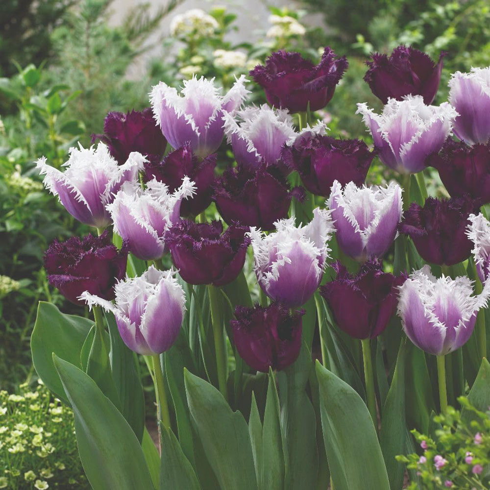 Thompson and Morgan Tulip Black Cherry Frost Collection Bulbs 16 Pack Image 2