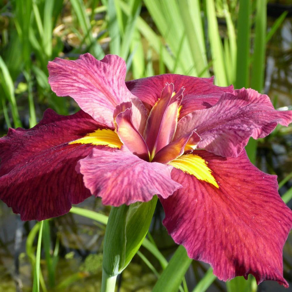Thompson and Morgan Iris Louisiana Ann Chowning Plant Pot 9cm Image 1
