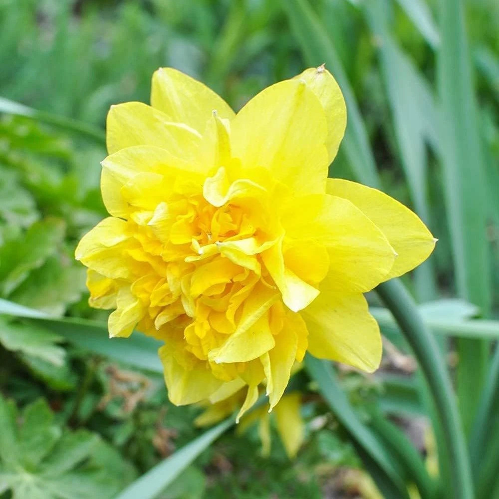 Thompson and Morgan Daffodil Dick Wilden Planting Bulb 8 Pack Image 3