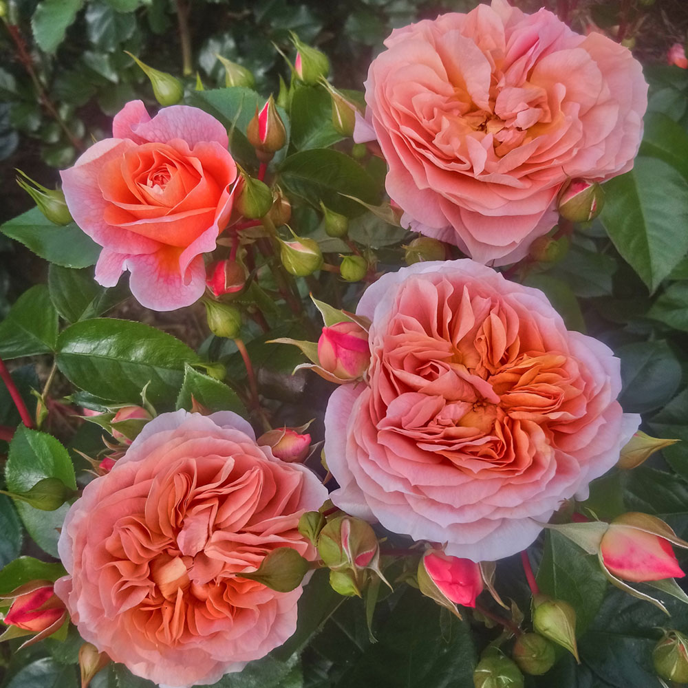 YouGarden Its A Wonderful Life Rose Bare Root Image 2