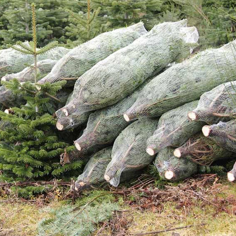 Nordman Fir Real Cut Christmas Tree 6-7ft with Stand Image 7