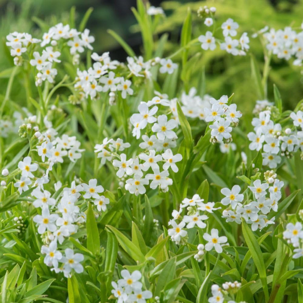Thompson and Morgan Myosotis Palustris Alba Plant Pot 9cm 3 Pack Image 1