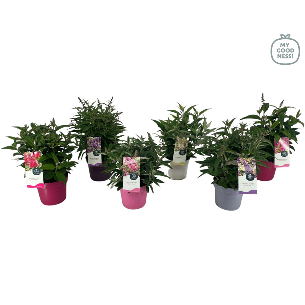 Buddleja Davidii Little Butterfly Candy Plant Image 2