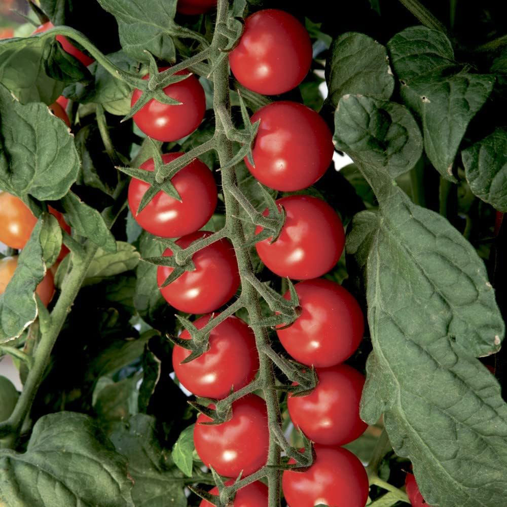 Thompson and Morgan Nurserymans Choice Grafted Vegetable Plant Pot 9cm 12 Pack Image 5